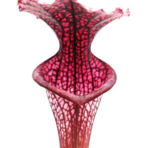 Sarracenia leucophylla (red, L38c MSr) x (x 'Adrian Slack'), cl. C
