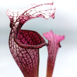 Sarracenia leucophylla (red, L38c MSr) x (x 'Adrian Slack'), cl. D