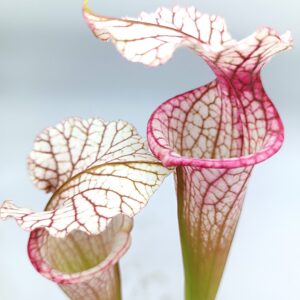 Sarracenia leucophylla (red, L38c MSr) x (x 'Adrian Slack'), cl. E