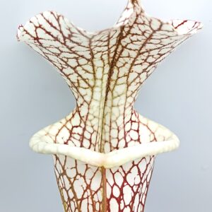 Sarracenia leucophylla var. alba (SL8 CK) x (x 'Adrian Slack'), cl. C