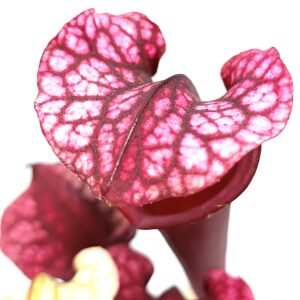 Sarracenia (x 'Ellie Wang') x self, cl. B