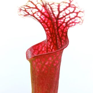 Sarracenia [(x 'Ellie Wang') x self] "inverted veins" (clone C)