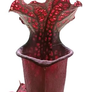 Sarracenia (x 'Ellie Wang') x self, cl. D