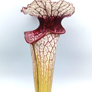 Sarracenia x moorei ('Iamsatyricon' x 'Legacy'), cl. D