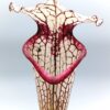 Sarracenia x moorei (‘Iamsatyricon’ x ‘Legacy’), cl. E