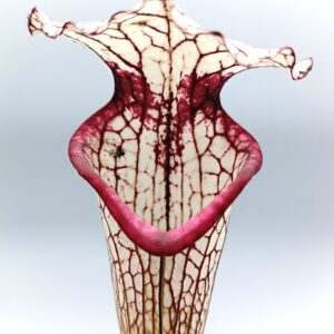 Sarracenia x moorei ('Iamsatyricon' x 'Legacy'), cl. E
