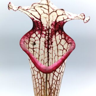 Sarracenia x moorei ('Iamsatyricon' x 'Legacy'), cl. E