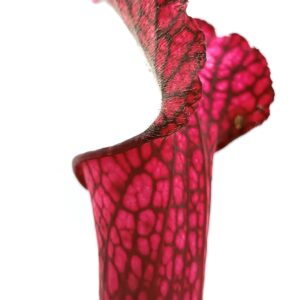 Sarracenia (x Royal white red) x leucophylla (L48a MK)1