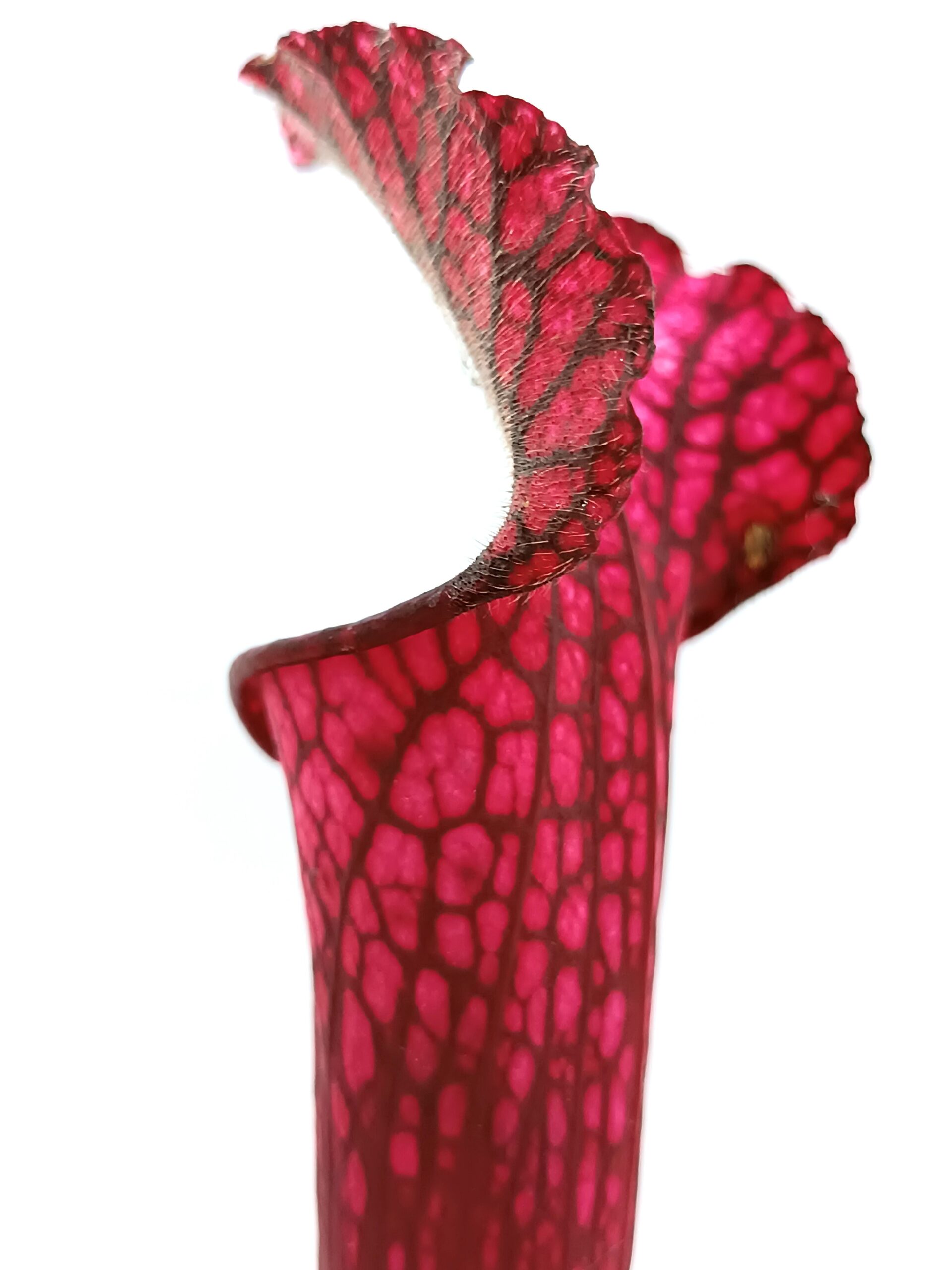 Sarracenia (x Royal white red) x leucophylla (L48a MK)1