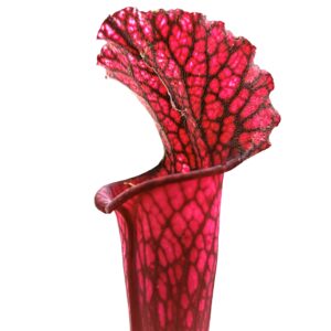 Sarracenia (x Royal white red) x leucophylla (L48a MK)2