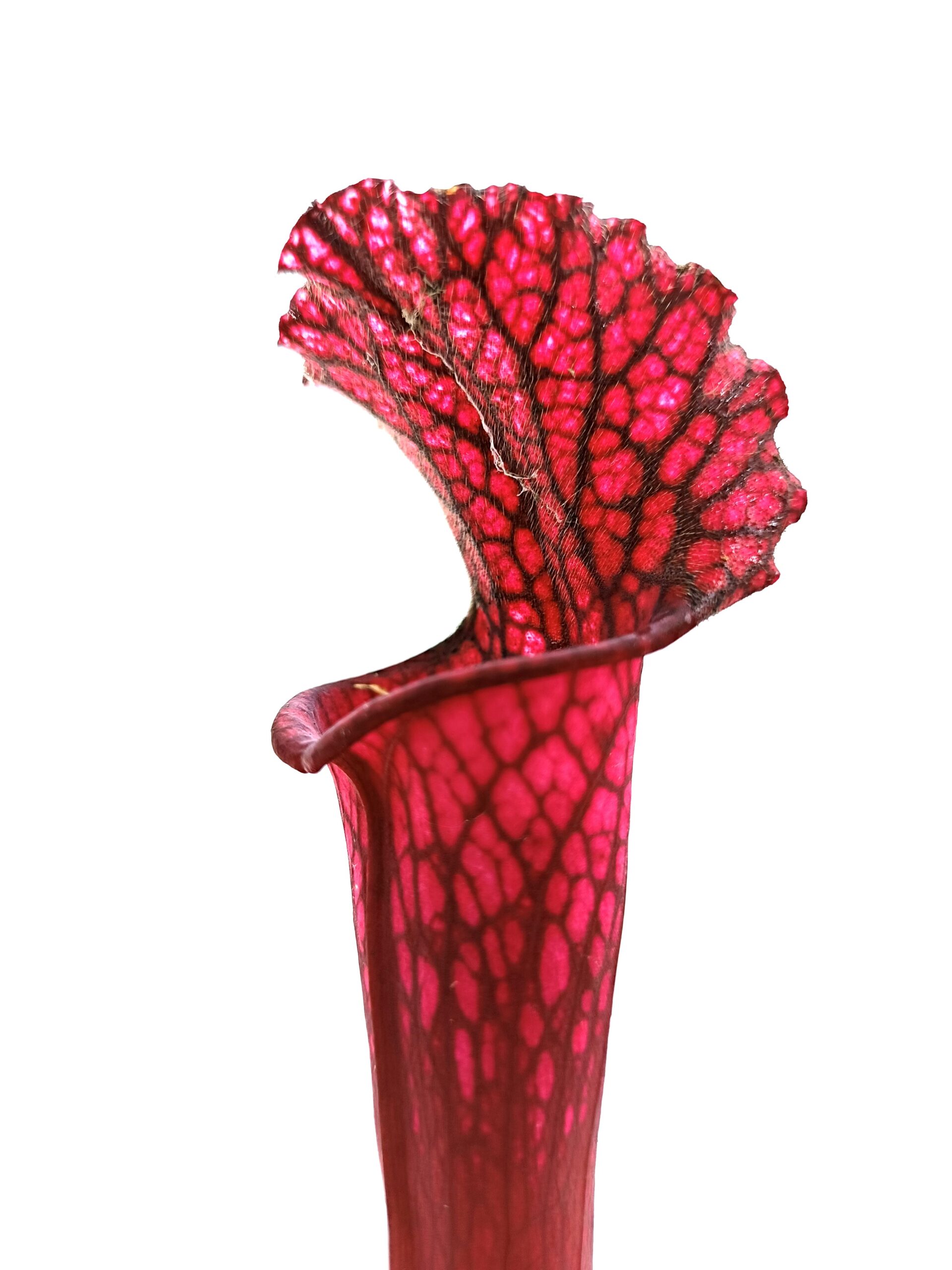 Sarracenia (x Royal white red) x leucophylla (L48a MK)2