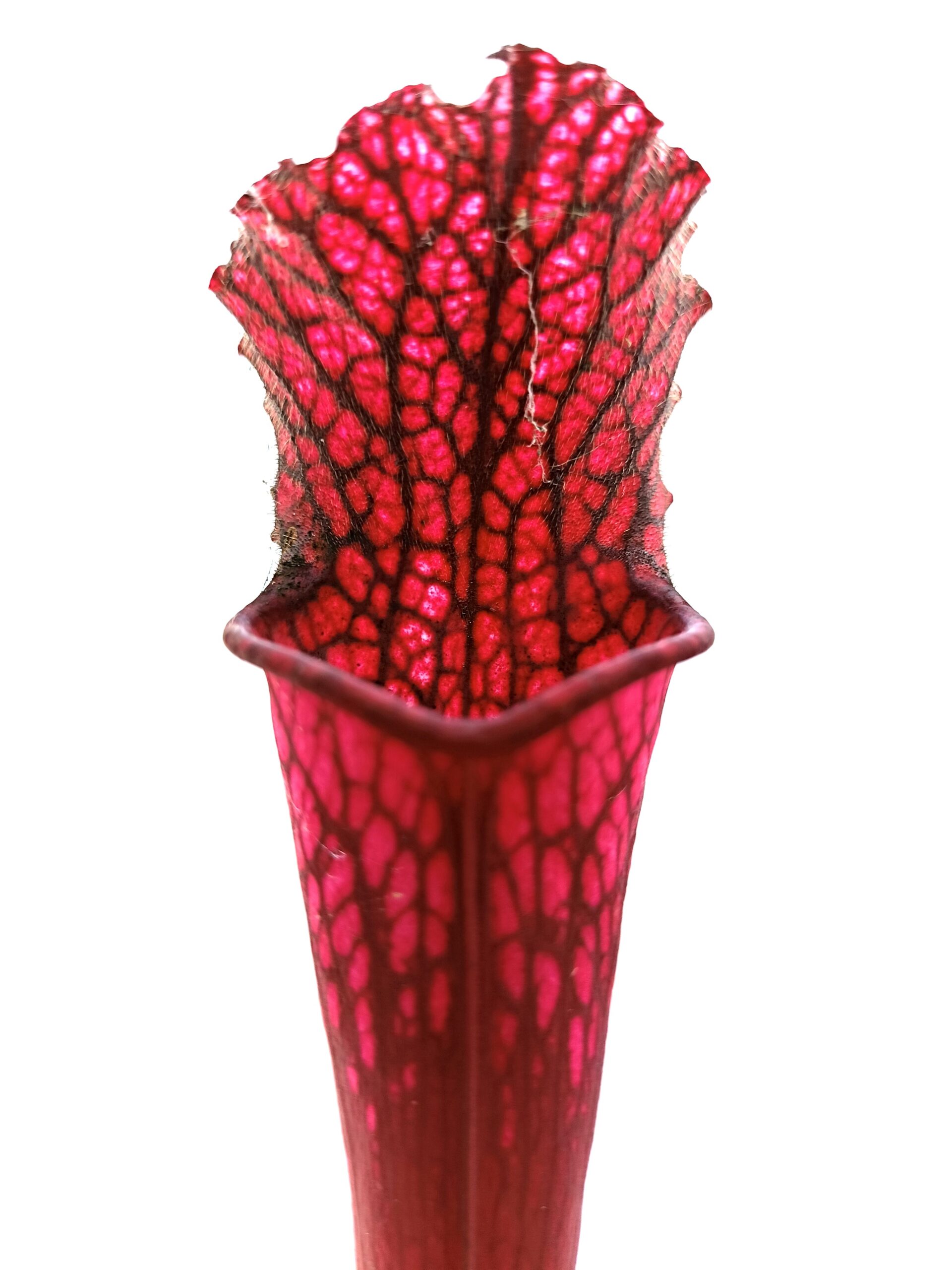 Sarracenia (x Royal white red) x leucophylla (L48a MK)3