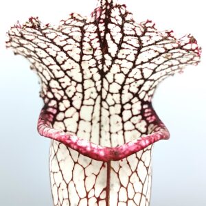 Sarracenia (x "Royal white red") x leucophylla "bulbosa", cl. B