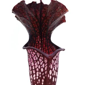 Sarracenia x areolata (SH07 RVL x "Trinità"), cl. B