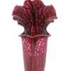 Sarracenia x areolata (purple) = L48a MK x A59 MK, da seme, esemplari assortiti
