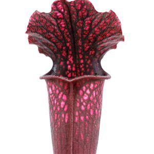 Sarracenia x areolata "purple" = L48a MK x A59 MK