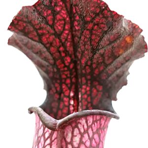 Sarracenia x areolata "purple"