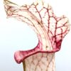 Sarracenia (x areolata, SH07 RVL) x leucophylla var. alba (SL8 CK), cl. B