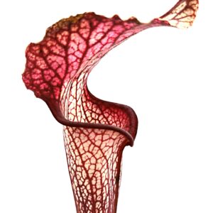 Sarracenia (x "camisole") x (x areolata, SH07 RVL), cl. D