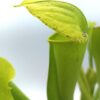 Sarracenia x harperi (anthocyanin free, D. Righetti)