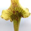 Sarracenia (x moorei “flava-leuco colours”) x (x “glider”), cl. B