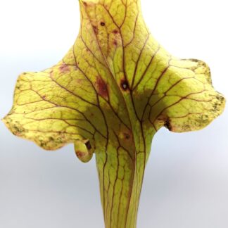 Sarracenia (x moorei "flava-leuco colours") x (x "glider"), cl. B