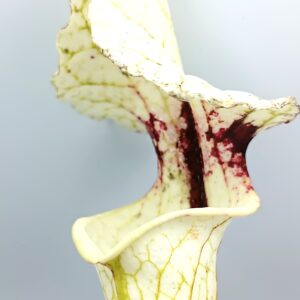 Sarracenia x moorei ('Adrian Slack' x "John David King"), cl. B