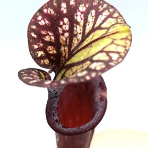Sarracenia x moorei ('Inspiration' x self), cl. B