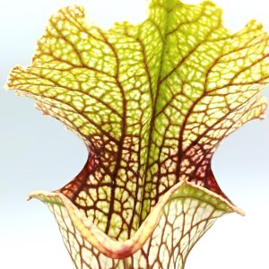 Sarracenia (x moorei "Leviathan") x leucophylla "bocaza", cl. E