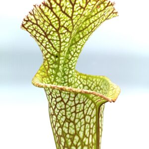Sarracenia (x moorei "Leviathan") x leucophylla "bocaza", cl. F