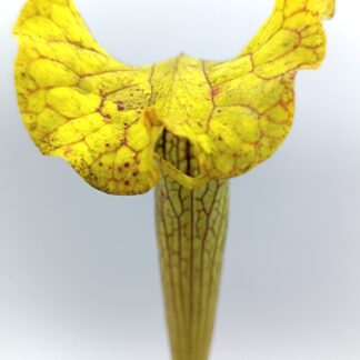 Sarracenia (x moorei "pinkish top") x (x "camisole"), cl. F