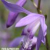 Bletilla striata “blue” (Orchidea giacinto blu)