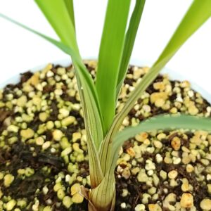 Brocchinia acuminata1