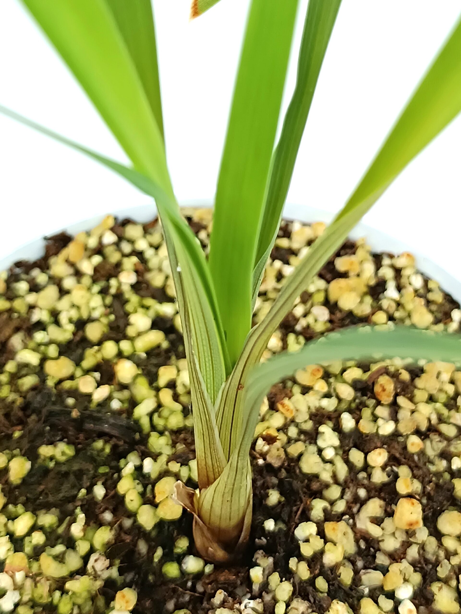 Brocchinia acuminata1