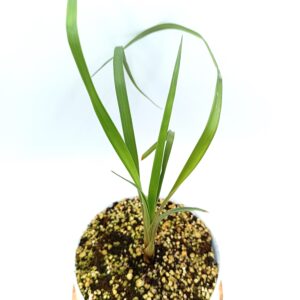 Brocchinia acuminata2