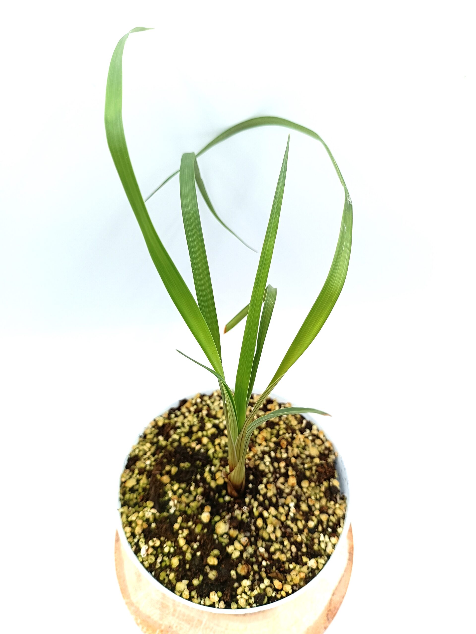 Brocchinia acuminata2