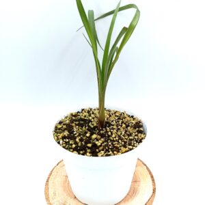 Brocchinia acuminata3