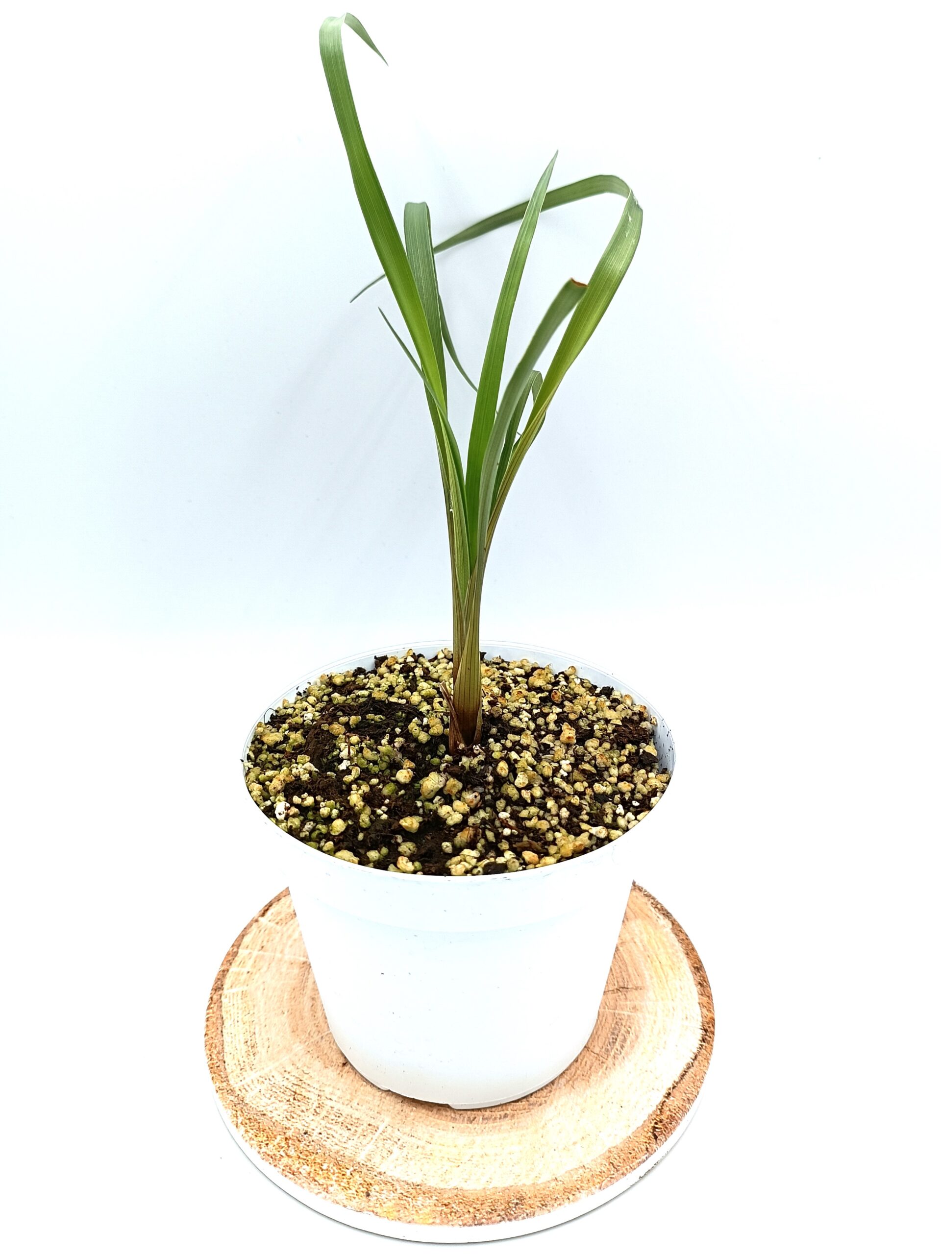 Brocchinia acuminata3