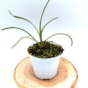 Brocchinia acuminata4