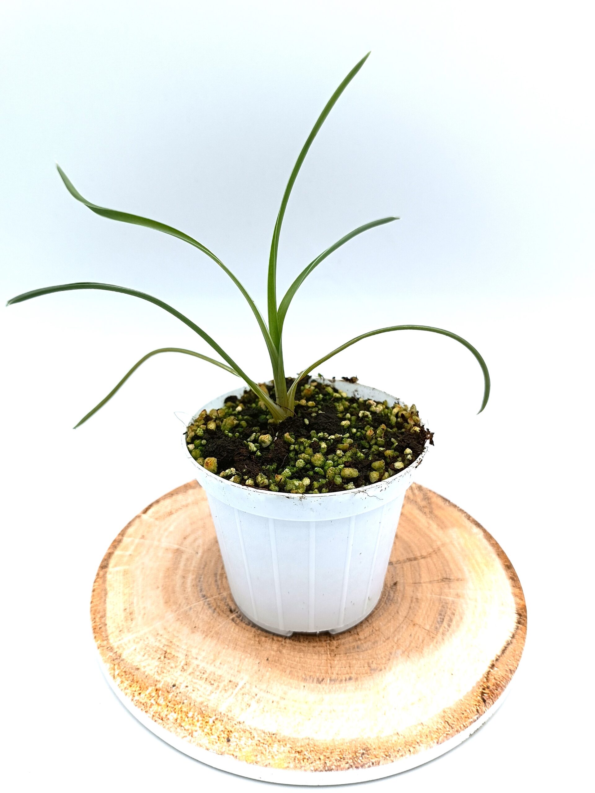 Brocchinia acuminata4