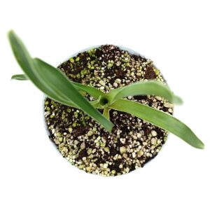 Brocchinia hechtioides (lowland savanna under Akopan Tepui, Venezuela)