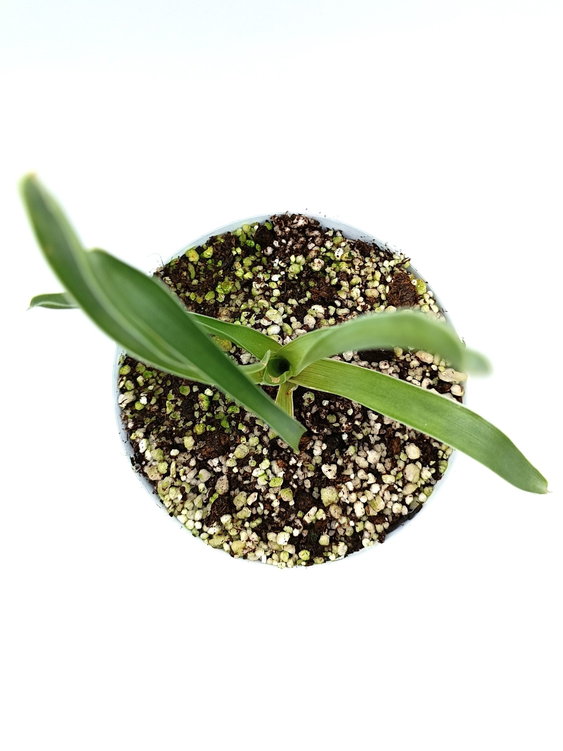 Brocchinia hechtioides1