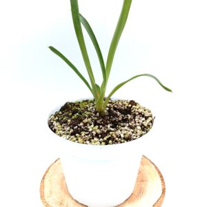 Brocchinia hechtioides2