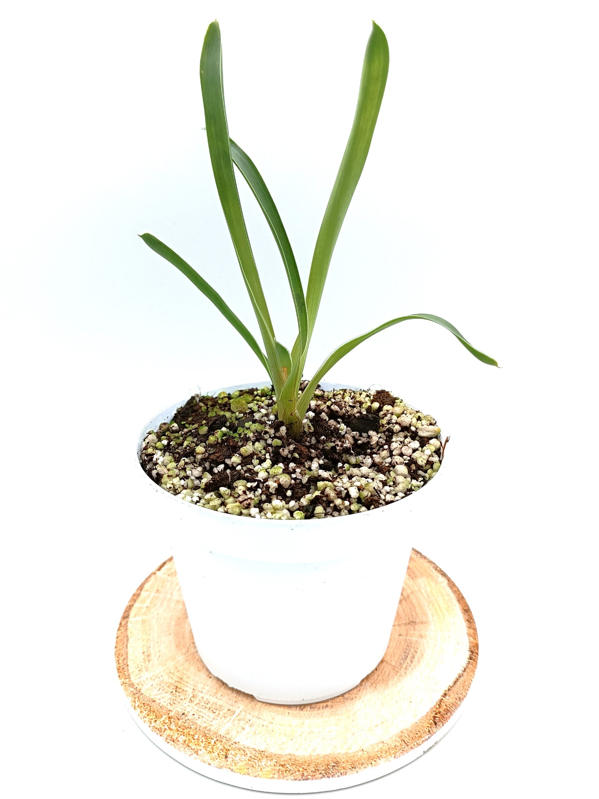 Brocchinia hechtioides2