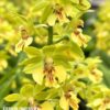 Calanthe “yellow green”