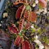 Dionaea muscipula “bloody nurse fused”