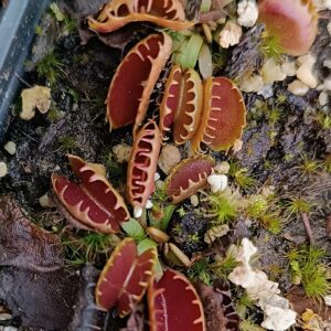 Dionaea muscipula "bloody nurse fused"