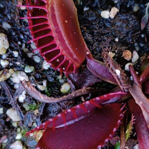 Dionaea muscipula "ginormous"