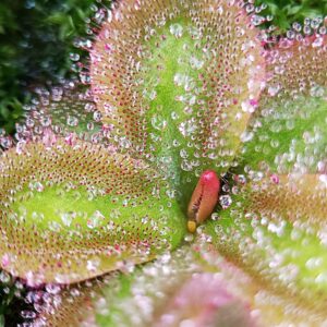 Drosera squamosa