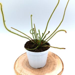 Drosera tracyi (Appalachicola area, Florida)